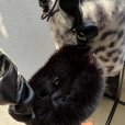 画像5: ●ご予約ポイント対象●期間限定掲載●【8/29 LIVEご紹介アイテム】エコファーフォンショルダー（予約/10）